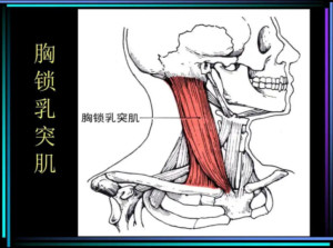 胸锁乳突肌