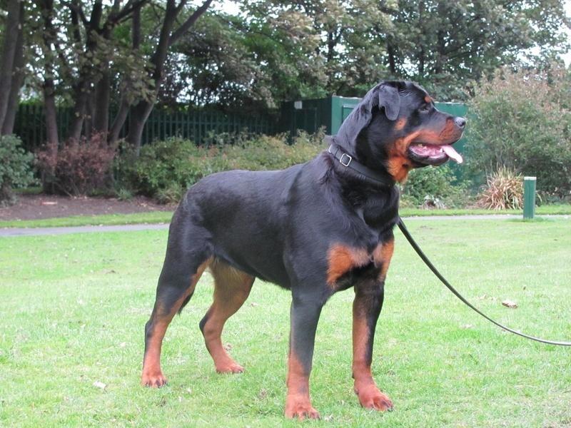 罗威纳排名_罗威纳幼犬