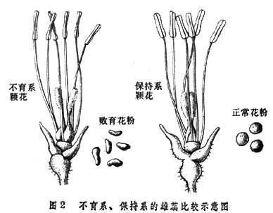 花粉败育