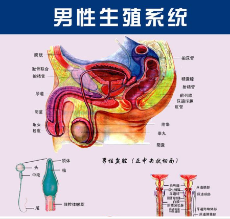 性器官