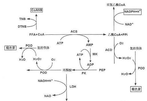 别名:ffa,血清游离脂肪酸.