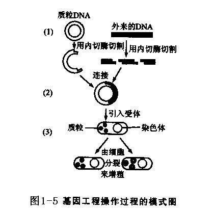 农杆菌转化法