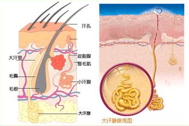 能接受和有狐臭的人口吗_腋窝脱毛能减轻狐臭吗