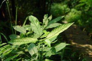 菘蓝菘蓝菘蓝松蓝菘蓝菘蓝词条信息词条浏览:54164次最近更新:22.07.