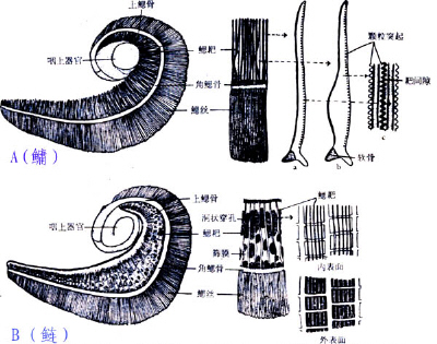 南方与北方2004