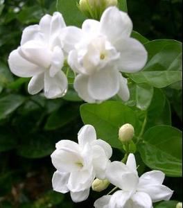 茉莉花