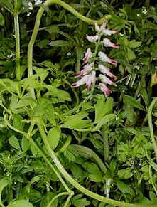 白延胡索(white ramping fumitory)花语:开始(start)白延胡索是献给全