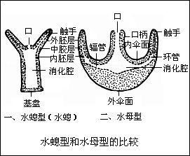 水螅的身体结构图片