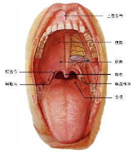 口腔上颚发黄的图片图片