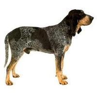 美国蓝斑猎犬图片图片