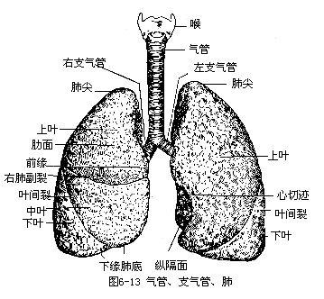 肺熱的症狀小兒肺熱咳喘口服液帶狀皰疹症狀圖片