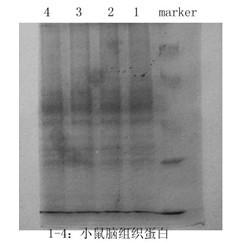 银染色法 搜狗百科