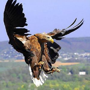 海东青是猎鹰的一种,体型中等,比一般鹰,秃鹫