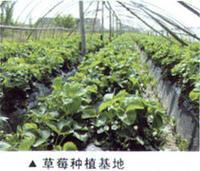 掌起镇草莓种植基地