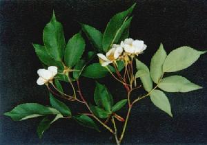 突厥蔷薇