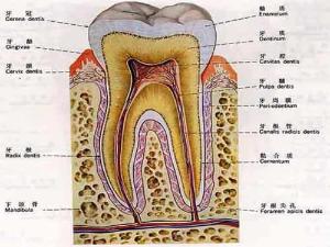 牙釉质龋分层示意图图片