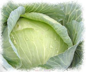 cabbage(捲心菜)