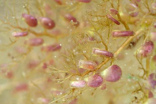 捕虫囊最大的狸藻图片