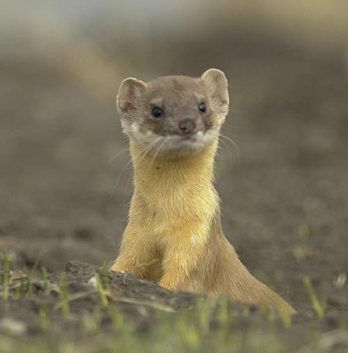 weasel