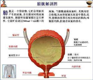 女性尿道瘘图片图片