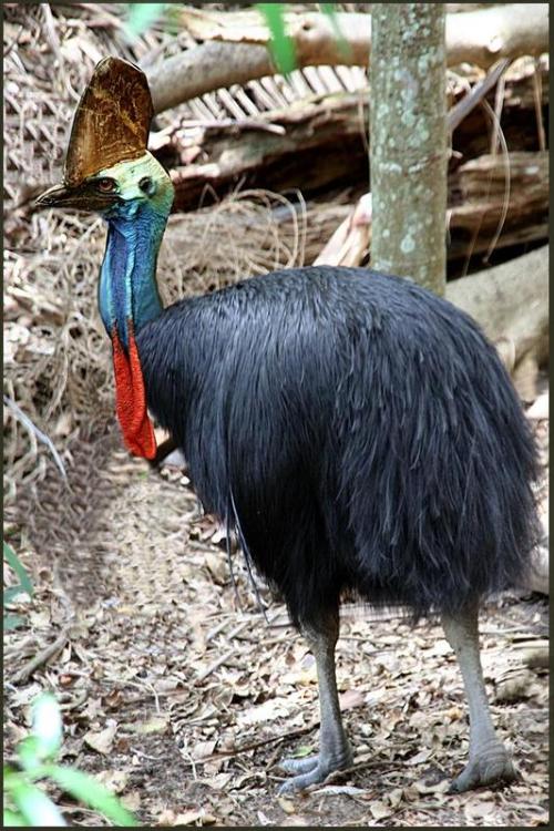 鹤鸵(学名 casuarius),又称为 食火鸡,是居住于东北澳洲,新几内亚