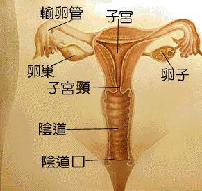 子宫输卵管位置图片
