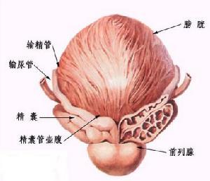 精囊的位置图图片