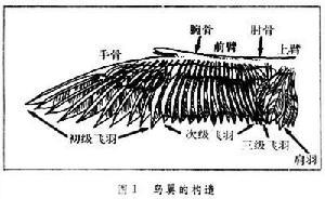 鳥翼 (圖1)編輯3鳥翼的構造和功能動物軀體的結構在適應飛行的過程中