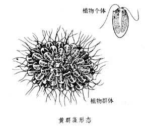 金球藻目