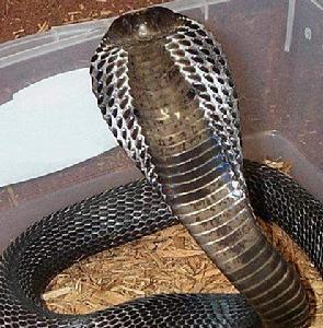 苏门答腊眼镜蛇图片