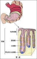 胃腺c.肝脏d.胰