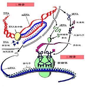 相关百科 蛋白质合成是生物按照从脱氧核糖核酸 (dna)转录得到的信使