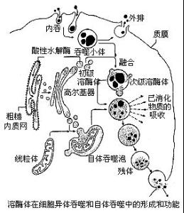 溶酶体模型图片图片