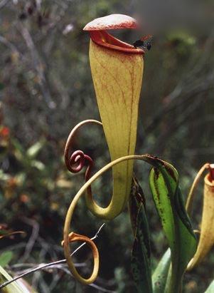 《奇异的植物世界》补充资料(网上收集)