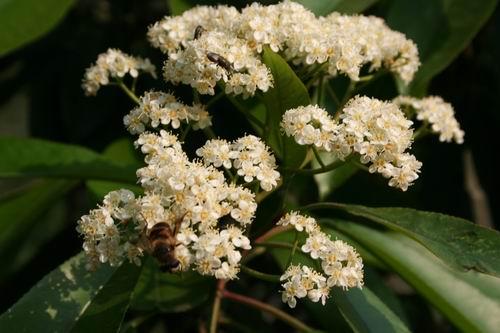 花語日誌 石南花 花語:孤獨