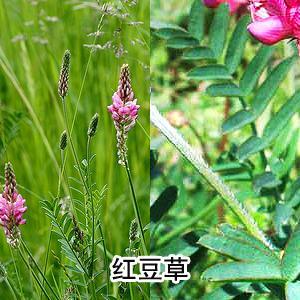 红豆草