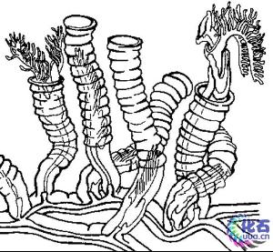 笔石动物的化石通常保存的状态是压扁了的炭质薄膜,很像铅笔在岩石层