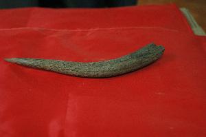 古新世羚羊角化石