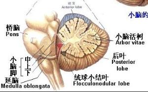 基底部外側有三叉神經出腦,橫溝裡由內向外依次有外展神經,面神經和位