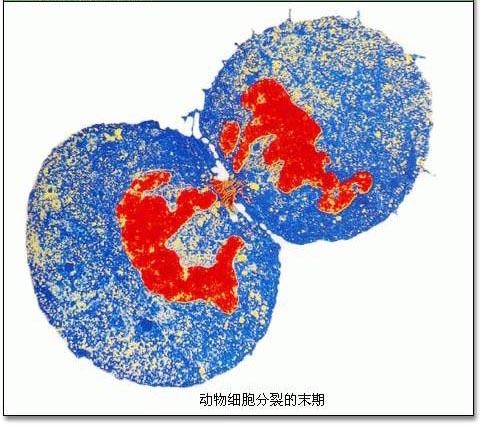 核内有丝分裂 - 搜狗百科