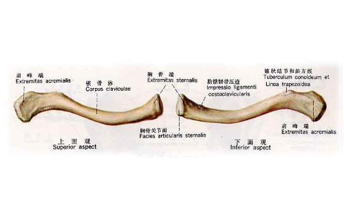 锁骨骨折的分型图片