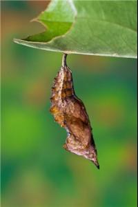 蝶蛹- 搜狗百科