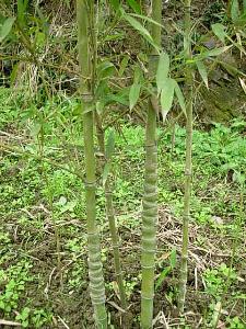 算盘竹 禾本科大节竹属植物 搜狗百科