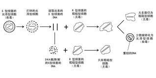 细菌转化 - 搜狗百科