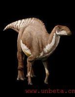 鸭嘴龙(hadrosaurs)为一类较大型的鸟臀类恐龙,最大的有15米多长.