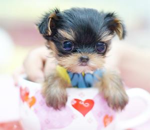 茶杯犬的种类,图片问题