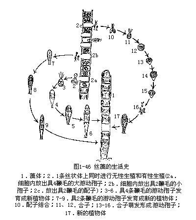 amnion-derived-pluripotent-multipotent-stem-cells