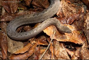 录目林蚺(tropidophis melanurus),脊椎动物门,爬行纲,有鳞目,蛇亚目