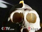 央视走进科学中含有矢状脊的头骨