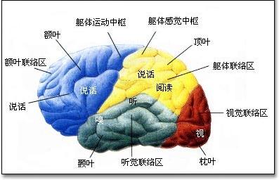 大脑皮层